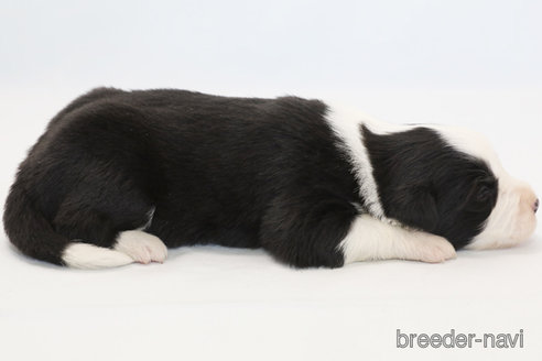 成約済の神奈川県のボーダーコリー-372872の6枚目